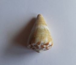 Conus namocanus