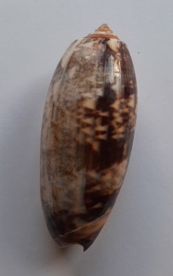 Oliva Miniacea