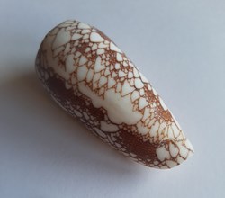 Conus omaria