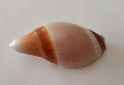 Amalda Barispira Albocallosa