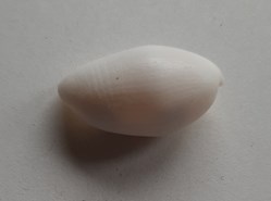 Aliculastrum cylindrica