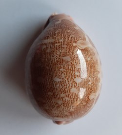 Leporicypraea Mappa