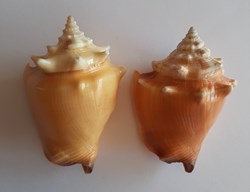 Strombus Pugilis Pugilis