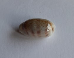 Cypraea pallidula