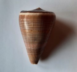 Conus Figulinus