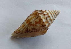 Conus Australis