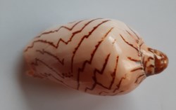 Cymbiola Nobilis