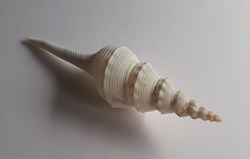 Fusinus colus