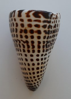 Conus Litteratus