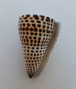 Conus litteratus