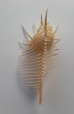 Murex Pecten