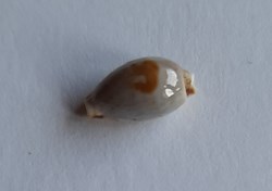 Cypraea contaminata