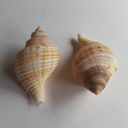 Linatella caudata
