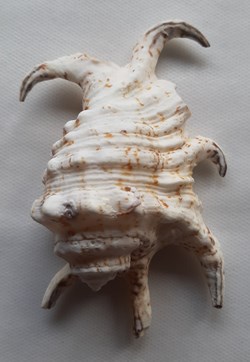 Lambis Chiragra Arthritica