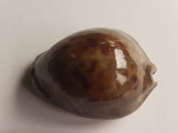 Trona stercoraria cameroonica