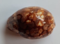 Mauritia Mauritania