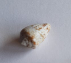 Conus damottai galeao
