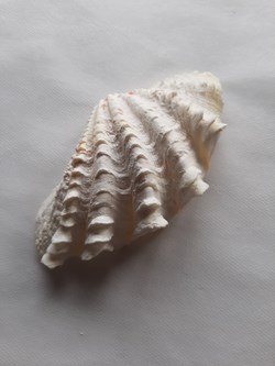 Tridacna squamosa (Chametrachea)