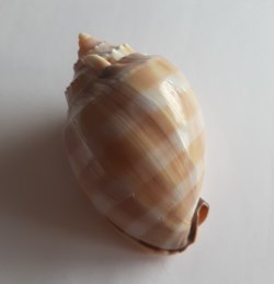 Phalium bandatum