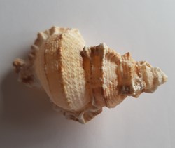 Bursa tutufa oyamai