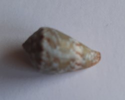 Conus ventricosus