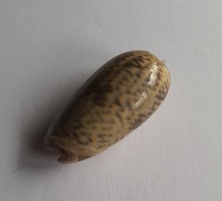 Oliva sericea