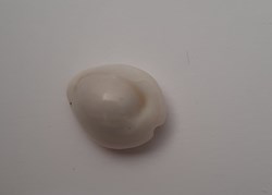 Erosaria Annulus