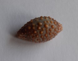 Jenneria postulata
