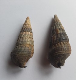 Cerithium bulla