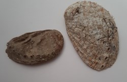 Haliotis Tuberculata (Oreja de mar)