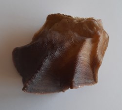 Lopha Cristagalli