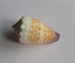 Conus muriculatus