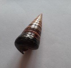 Cerithium Telescopium