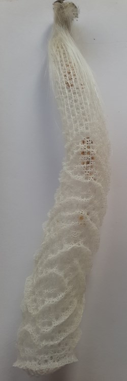 Brechites Penis