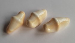 Cyphoma gibbosum