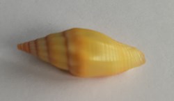 Vexilium vulpecula