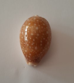 Erosaria Erosa