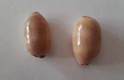 Cypraea Luria Isabella
