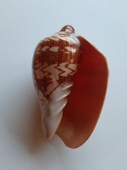 Cymbiola Nobilis Fasciata