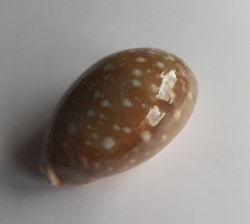 Lyncina vitellus