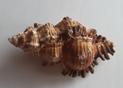 Murex chicoreus torrefactus
