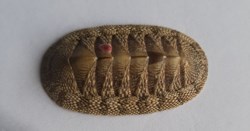 Chiton tuberculatus