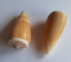 Conus radiatus
