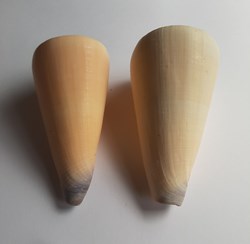 Conus virgo