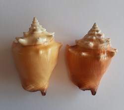 Strombus Pugilis Pugilis