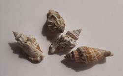 Strombus labiatus