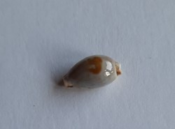 Cypraea contaminata