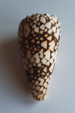 Conus bandanus