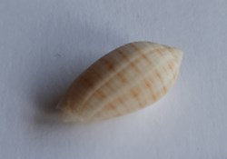 Pterygia undulosa