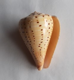 Conus betulinos